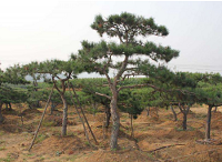 造型松日常如何進行養(yǎng)護