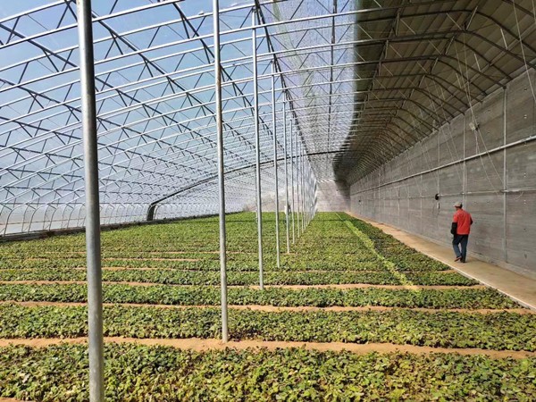 廊坊農(nóng)業(yè)溫室雙膜骨架大棚