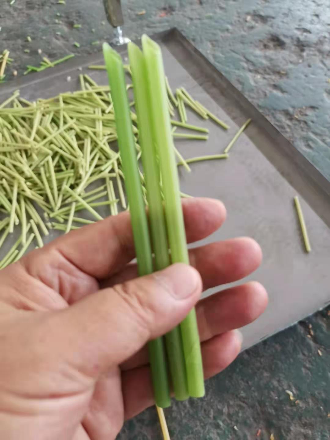 一次性餐具加工機械