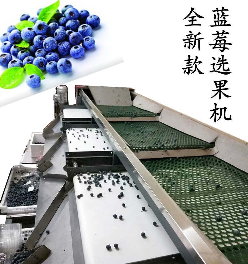 藍莓分級機分選準